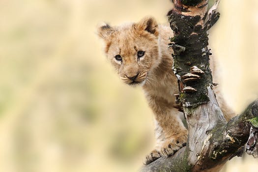 lion animal nature predator 40835.jpeg