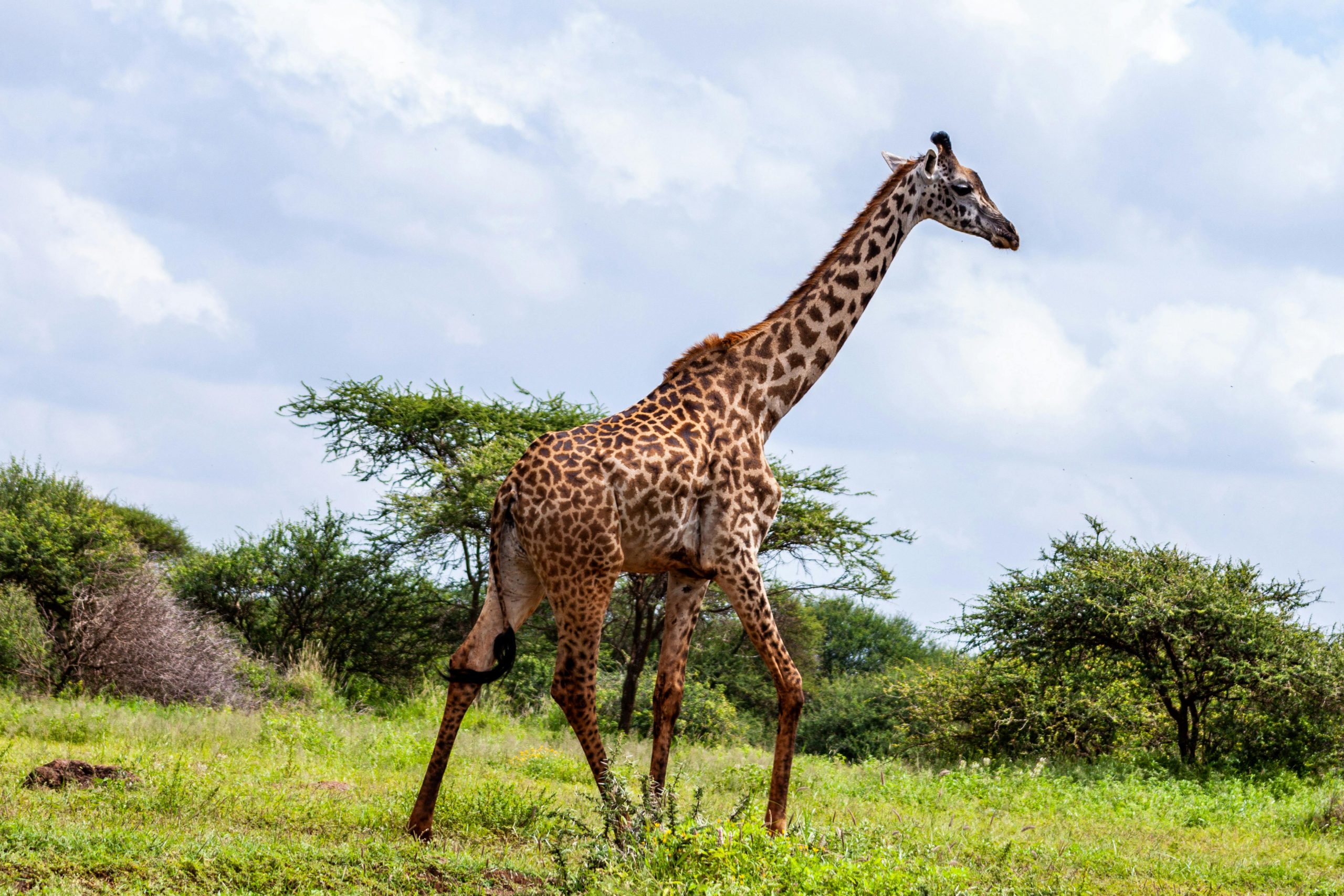 Samburu Special Five