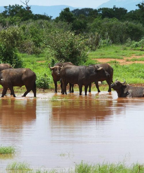 tsavo national park3