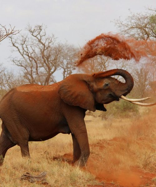 An African elephant playfully throws dust in a vibrant savanna landscape.