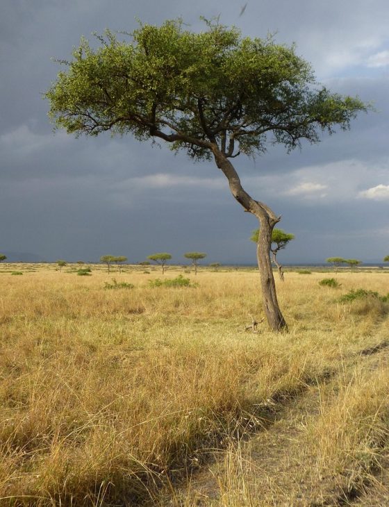 savannah, tree, africa, nature, landscape, clouds, kenya, thunderstorm