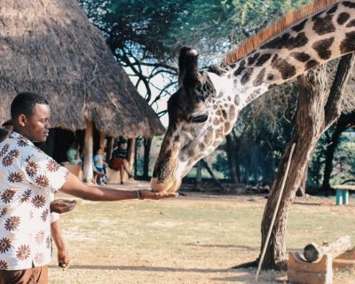 An adult man feeds a giraffe at an outdoor wildlife park in Africa, capturing a close interaction with nature.