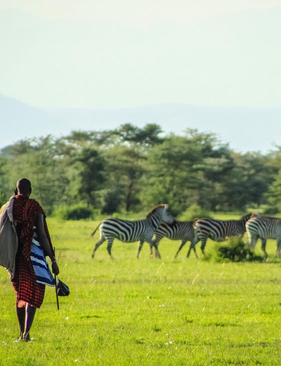 A Maasai individual walking through the African savanna, observing a group of zebras at daytime.