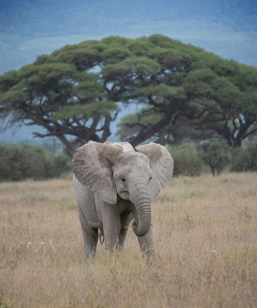 African elephant in the savanna with iconic Acacia trees in the background.