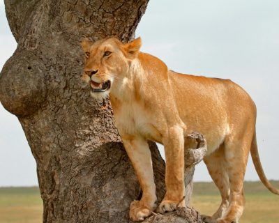 African Lioness