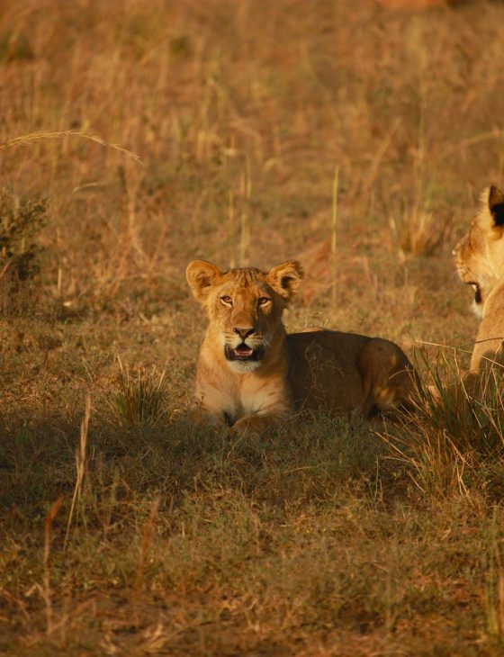 pexels photo 4003477 4003477 A lioness and her cub rest in the warm African savanna, showcasing wildlife beauty.