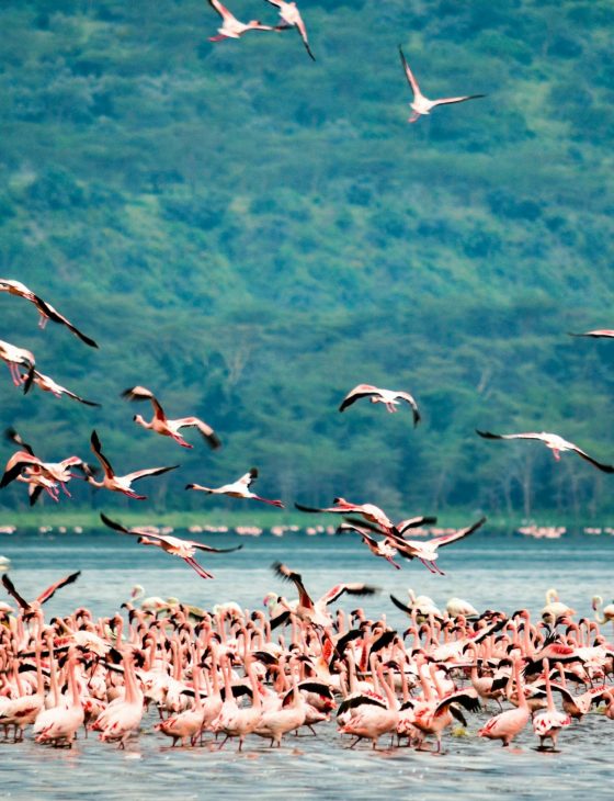 pexels photo 8341090 8341090 A stunning flock of flamingos at Lake Nakuru in Kenya, showcasing vibrant plumage against lush greenery.
